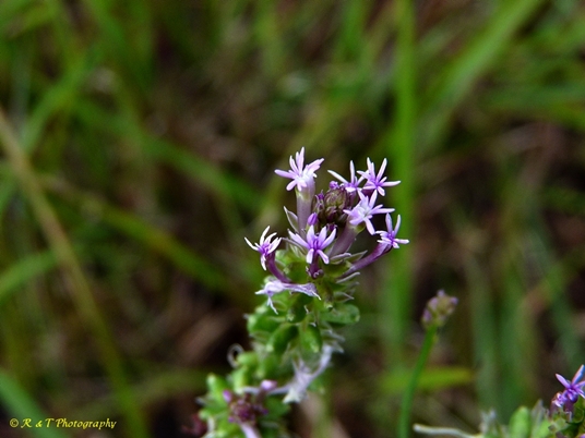 {Polygala incarnata}